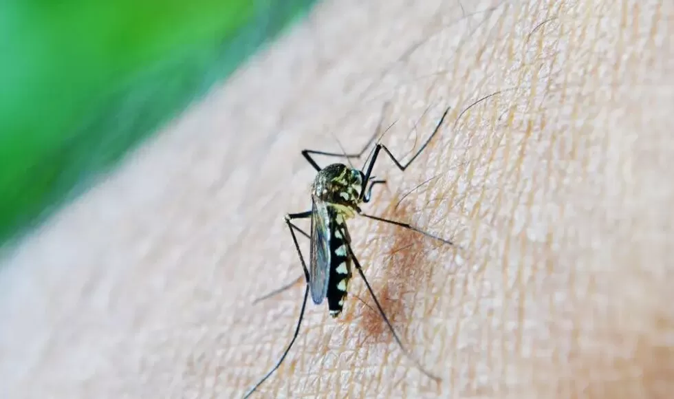 maringa-e-a-3a-cidade-do-parana-com-mais-registros-de-dengue-21.419-casos-confirmados