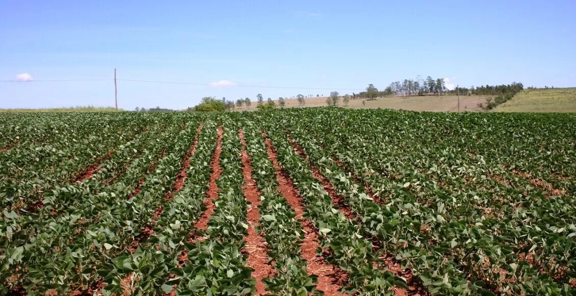 Produtores-de-feijão-superam-dificuldades-climáticas-no-Paraná-para-manter-a-qualidade