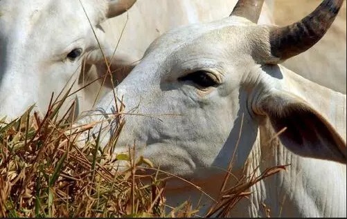 precos-de-carnes-bovinas-estao-mais-baixos