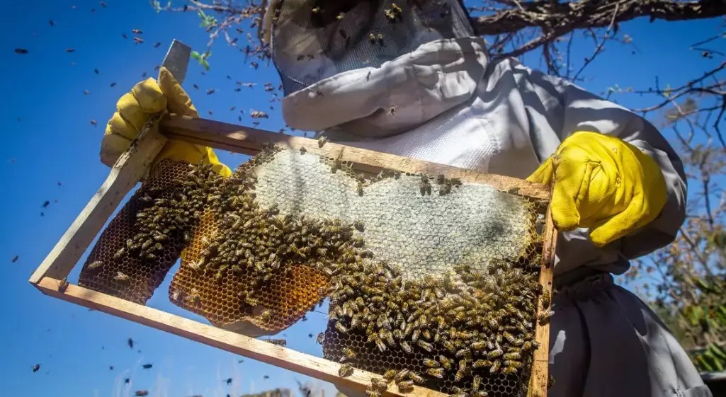 rio-grande-do-sul-registra-perda-de-17-mil-colmeias-apos-enchentes