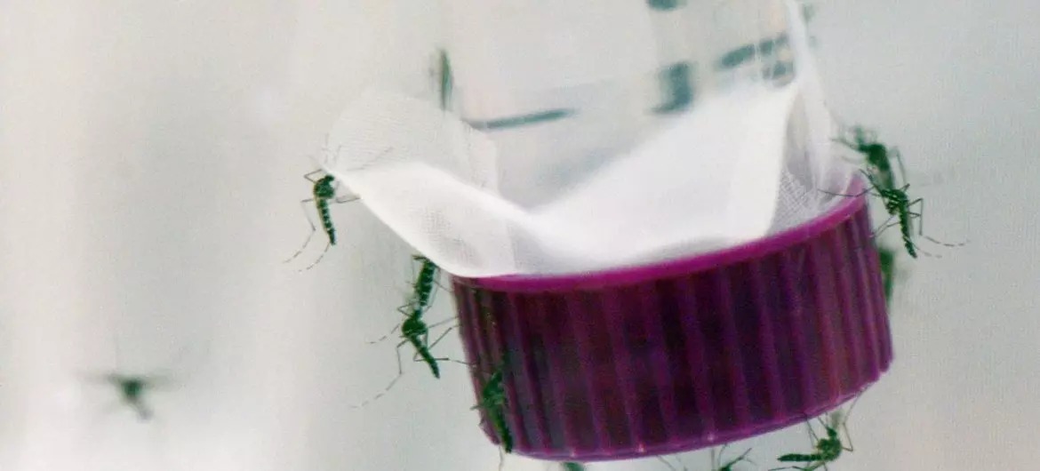 america-latina-e-caribe-registram-recorde-de-casos-de-dengue-mas-mortalidade-permanece-baixa