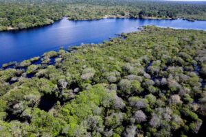 titulos-verdes-viabilizam-reflorestamento-na-amazonia