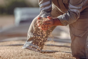 Agricultor de Maringá vence três prêmios de produtividade em safra de soja