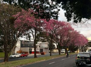 Ipês-rosas enfeitam Maringá na estação de inverno com cores vibrantes