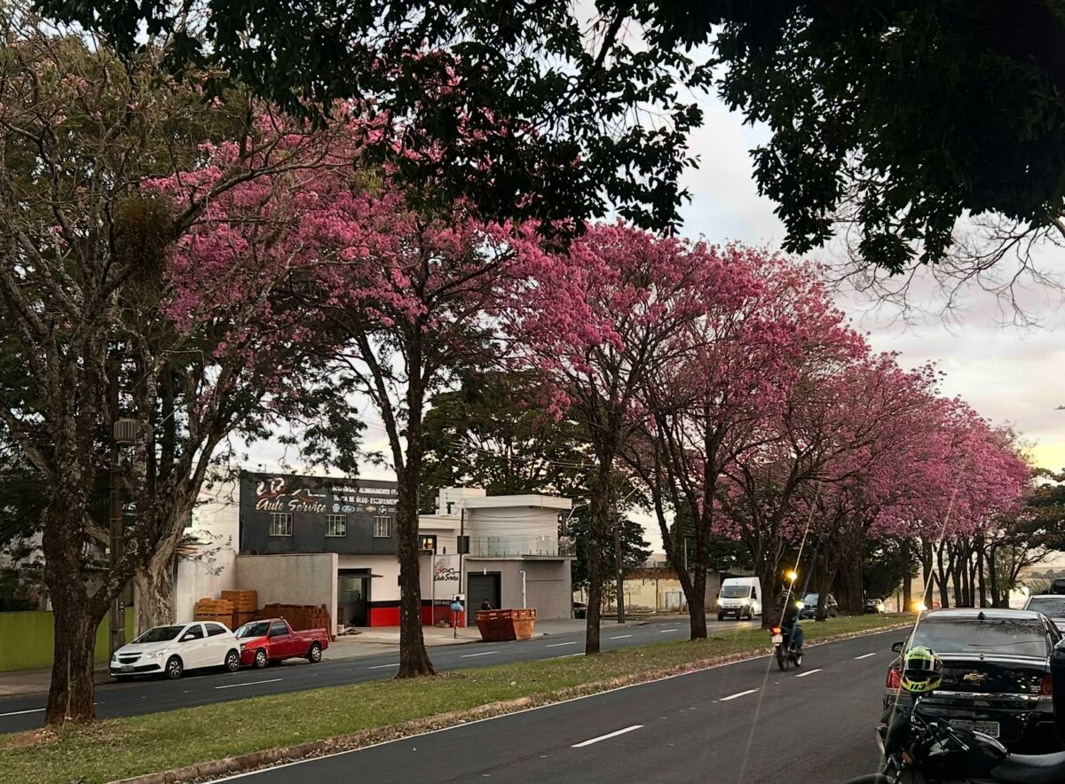 Ipês-rosas enfeitam Maringá na estação de inverno com cores vibrantes