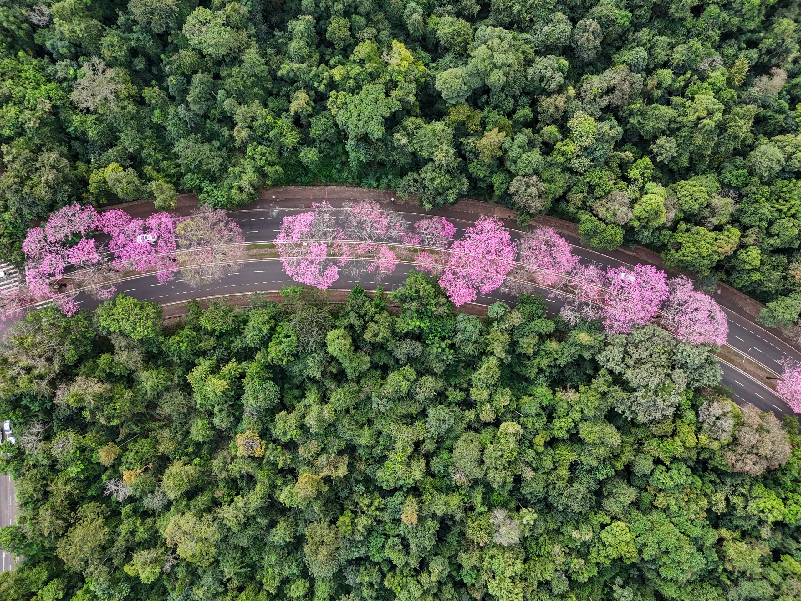 Ipês-roxos florescem em Maringá e destacam importância da arborização urbana