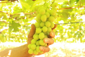 Marialva lidera produção de uva fina no Paraná com dominância em área e colheita