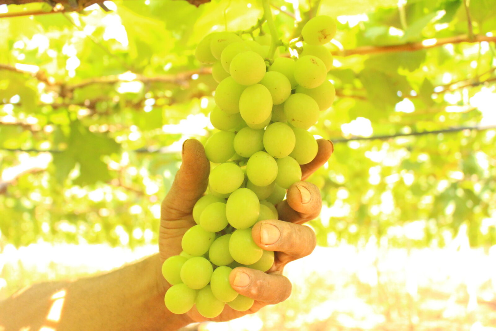 Marialva lidera produção de uva fina no Paraná com dominância em área e colheita