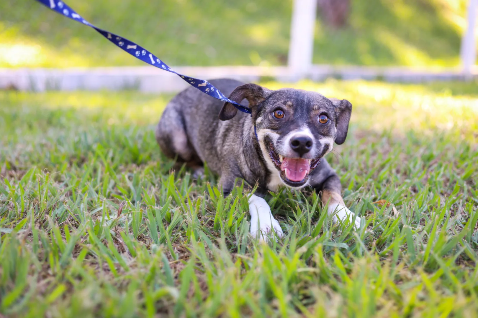 Maringá abre espaço para adoção de cães adultos neste domingo no Parcão