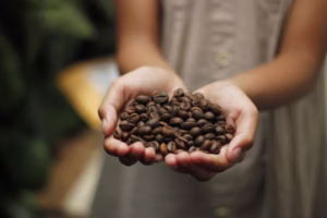 Maringá recebe maior evento da cadeia cafeeira do Paraná de 31 de julho a 2 de agosto