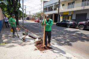 Apucarana lança manual para arborização urbana responsável nas ruas