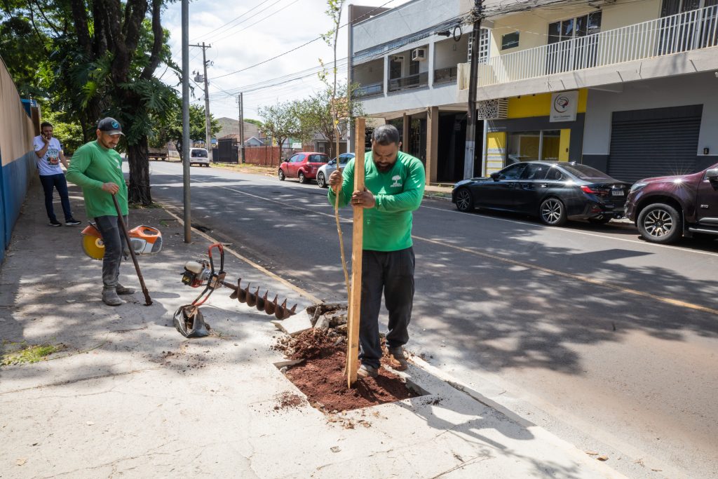 Apucarana lança manual para arborização urbana responsável nas ruas