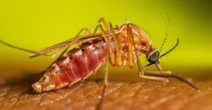 Brasil confirma 4 casos de Febre do Nilo Ocidental; uma morte em SC