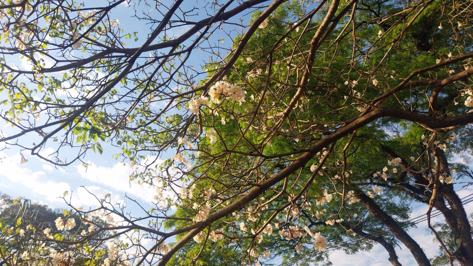 Domingo em Maringá: temperatura máxima de 33°C com chuvas à tarde