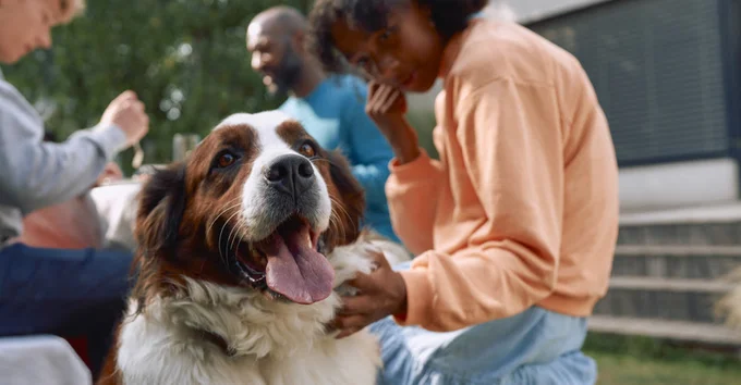 Inverno 2026: conheça as 5 principais doenças que atingem cães