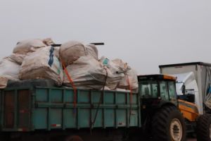 Maringá é destaque do Brasil na reciclagem de embalagens vazias de defensivos