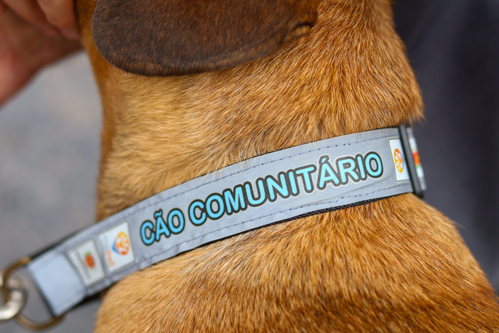 Maringá estabelece normas para animais comunitários e cria sistema de identificação