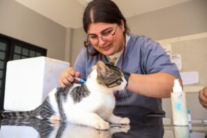 Maringá oferece imunização gratuita para animais de estimação nesta quarta