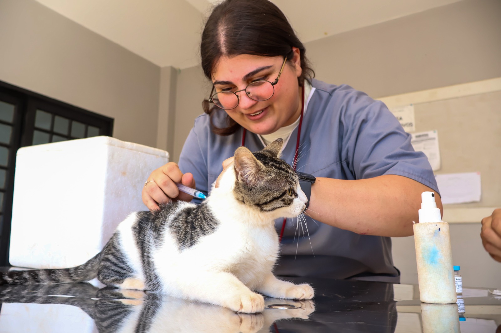Maringá oferece imunização gratuita para animais de estimação nesta quarta