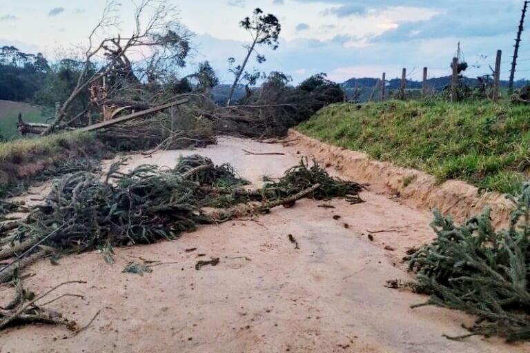 Paraná libera uso de madeira de árvores derrubadas por tempestades em municípios atingidos