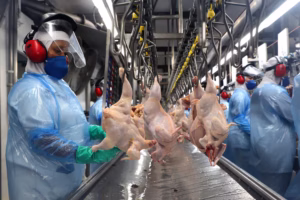 Setor avícola mantém força nas exportações de carne de frango