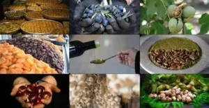 UFPR integra consórcio nacional para desenvolver alimentos a partir da biodiversidade brasileira
