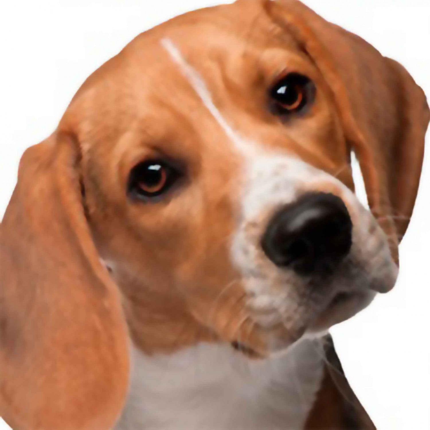 Vet-Móvel marca 24 mil cães vacinados em campanha gratuita em Maringá