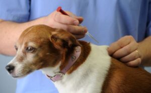 Curitiba abre 8 mil vagas para vacinar cães e gatos gratuitamente em outubro