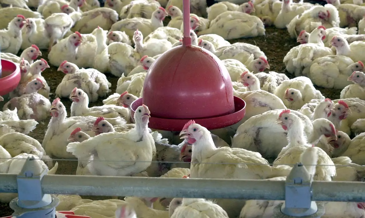 GFS abre fábrica de tecnologia animal em Apucarana com investimento de R$ 55 milhões