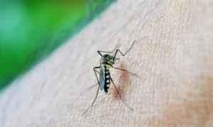 Maringá apresenta resultados positivos com redução de 80% em casos de dengue