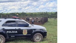 Operação policial gigante prende quadrilha especializada em furto de gado no Paraná