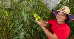 Universidades Paranaenses Facilitam Certificação Orgânica para Pequenos Produtores Rurais