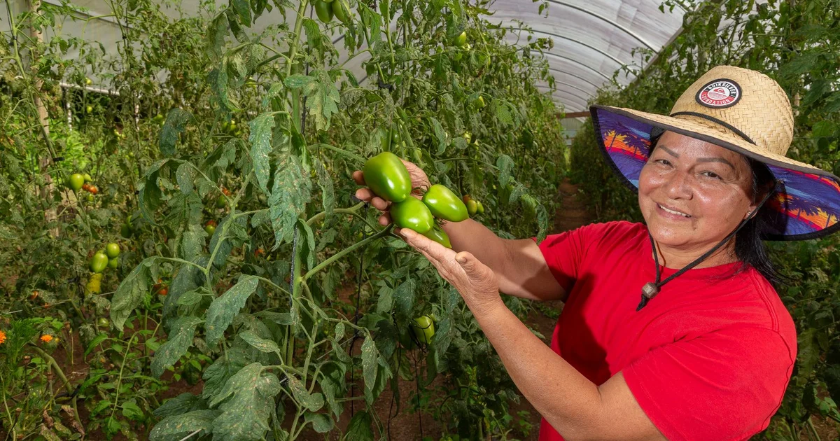 Universidades Paranaenses Facilitam Certificação Orgânica para Pequenos Produtores Rurais