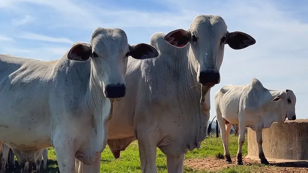 Boi em pé atinge R$ 370 a arroba em Maringá; confira cotações agropecuárias