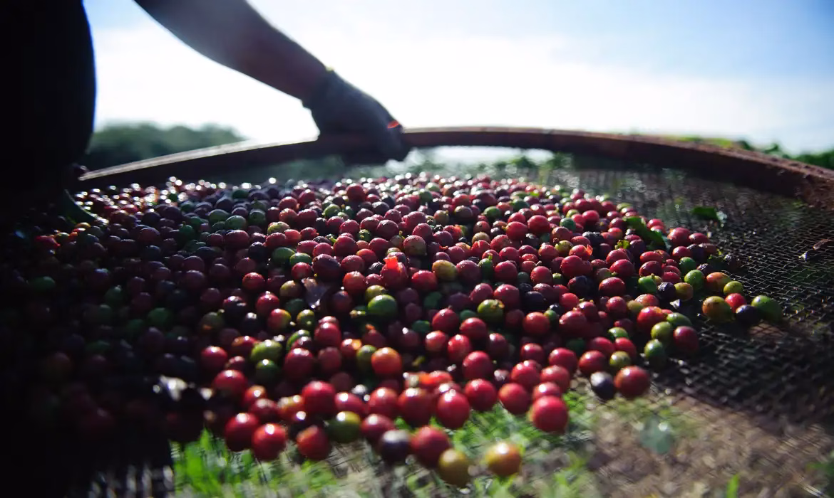 Brasil alcança recorde histórico em produção de café