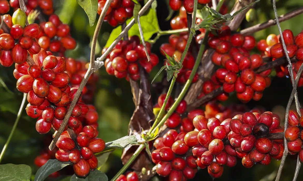 Cafeicultura do Paraná cresce com qualidade e expansão territorial