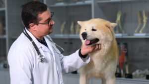 Fatec Ivaiporã abre inscrições para Medicina Veterinária com 60 vagas em 2027