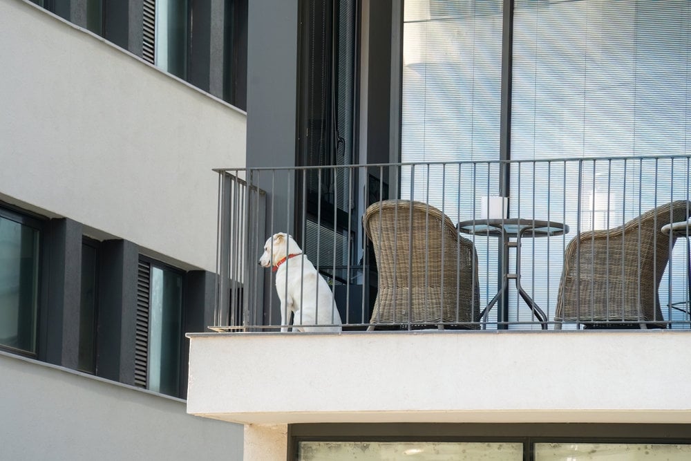 Maringá avança com legislação contra abandono de pets em sacadas de prédios