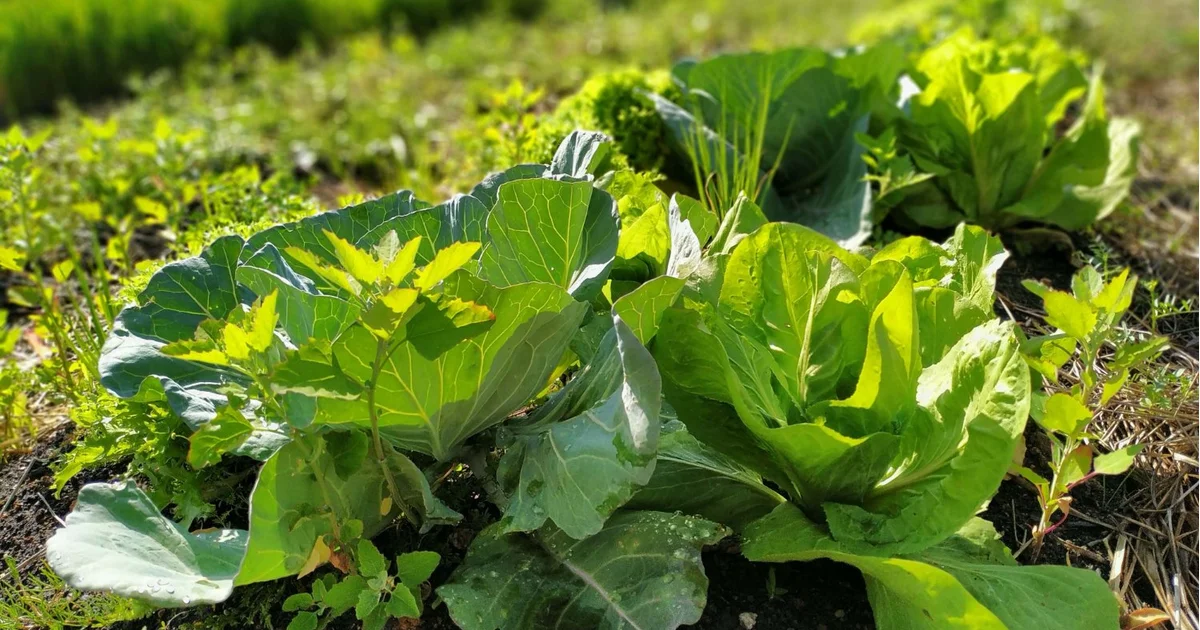 Paraná investe R$ 39,1 milhões em agroecologia e sustentabilidade ambiental