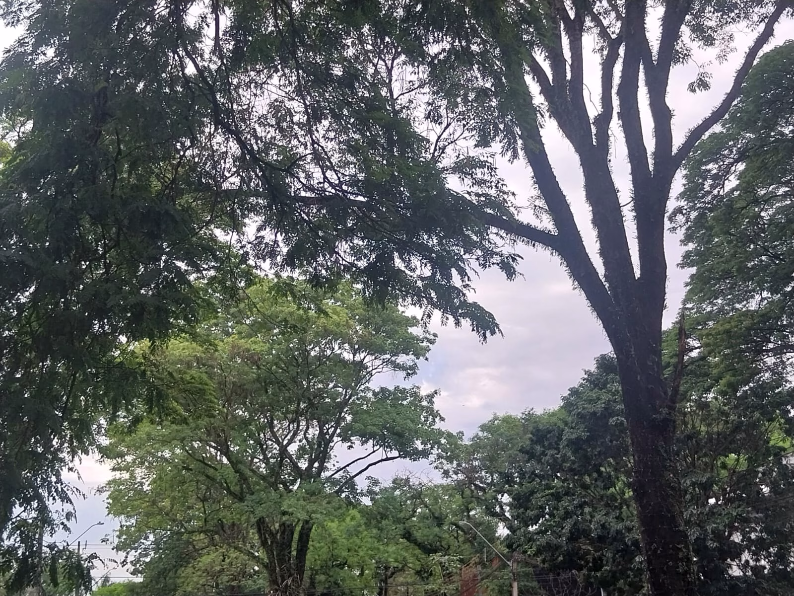 Tempo em Maringá: Segunda-feira terá chuva e máxima de 27°C